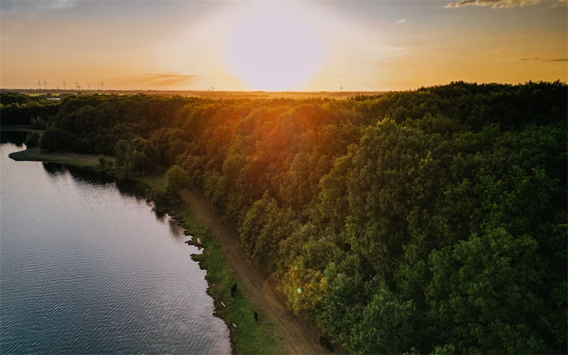 Groene bossen met ondergaande zon